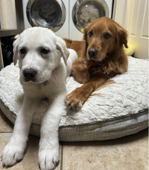 Grace's two dogs